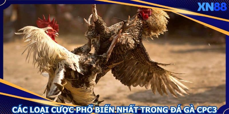 Đa dạng thể loại cược để thành viên tham gia Đa dạng thể loại cược để thành viên tham gia