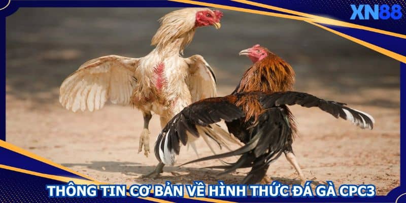 Thông tin cơ bản về hình thức đá gà CPC3 Thông tin cơ bản về hình thức đá gà CPC3