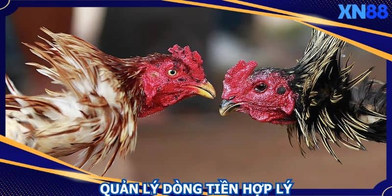 Biết cách quản lý dòng tiền trong quá trình đặt cược Biết cách quản lý dòng tiền trong quá trình đặt cược