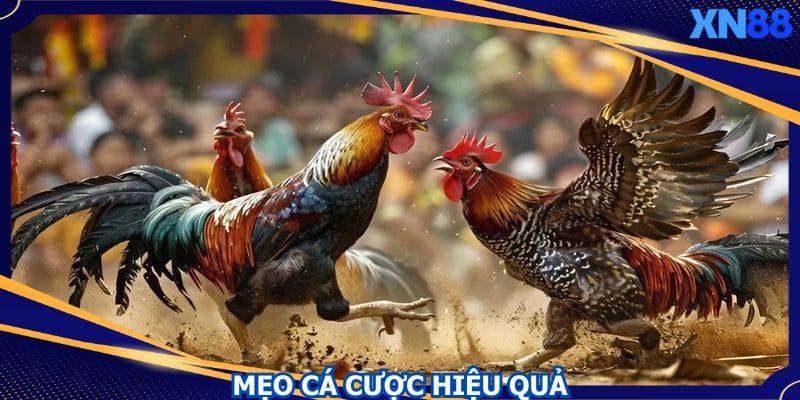Cân nhắc việc lựa chọn kèo phù hợp với vốn cược Cân nhắc việc lựa chọn kèo phù hợp với vốn cược