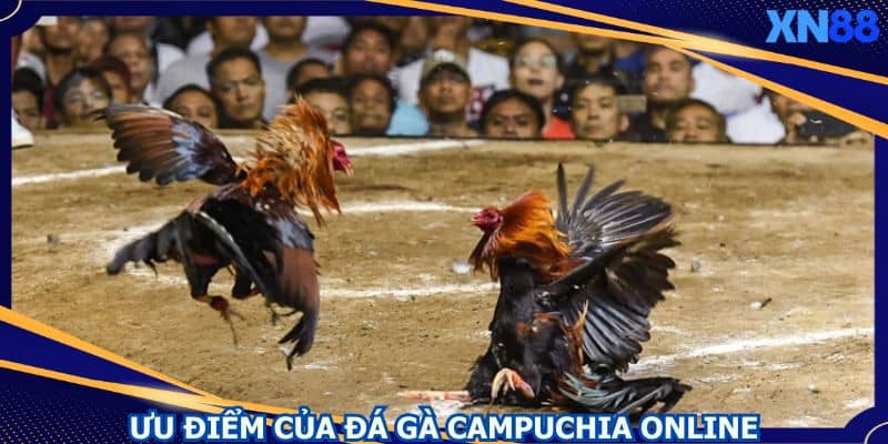 Đá gà Campuchia mang lại nhiều ưu điểm cho người chơi Đá gà Campuchia mang lại nhiều ưu điểm cho người chơi