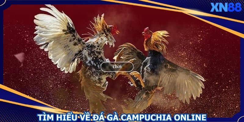 Loại hình đá gà Campuchia online luôn rất nổi tiếng Loại hình đá gà Campuchia online luôn rất nổi tiếng