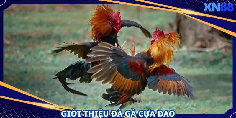 Loại hình đá gà cựa dao rất được ưa chuộng tại nhà cái Loại hình đá gà cựa dao rất được ưa chuộng tại nhà cái