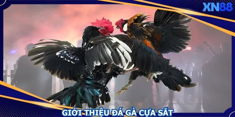 Loại hình đá gà cựa sắt được nhiều hội viên ưa chuộng Loại hình đá gà cựa sắt được nhiều hội viên ưa chuộng