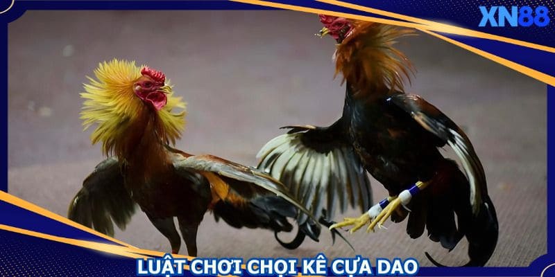 Người chơi cần nắm rõ quy tắc trong đá gà cựa dao Người chơi cần nắm rõ quy tắc trong đá gà cựa dao