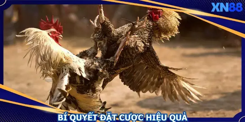 Những bí quyết chơi hiệu quả giúp bạn chọn cửa cược chính xác Những bí quyết chơi hiệu quả giúp bạn chọn cửa cược chính xác