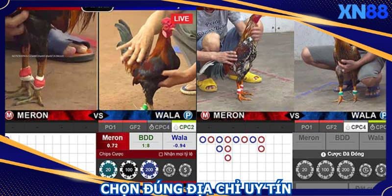 Tham gia đấu gà Campuchia nên lựa chọn đơn vị uy tín Tham gia đấu gà Campuchia nên lựa chọn đơn vị uy tín