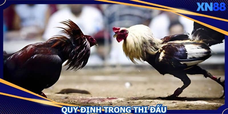 Tìm hiểu một số quy định thuộc bộ môn đá gà cựa sắt Tìm hiểu một số quy định thuộc bộ môn đá gà cựa sắt